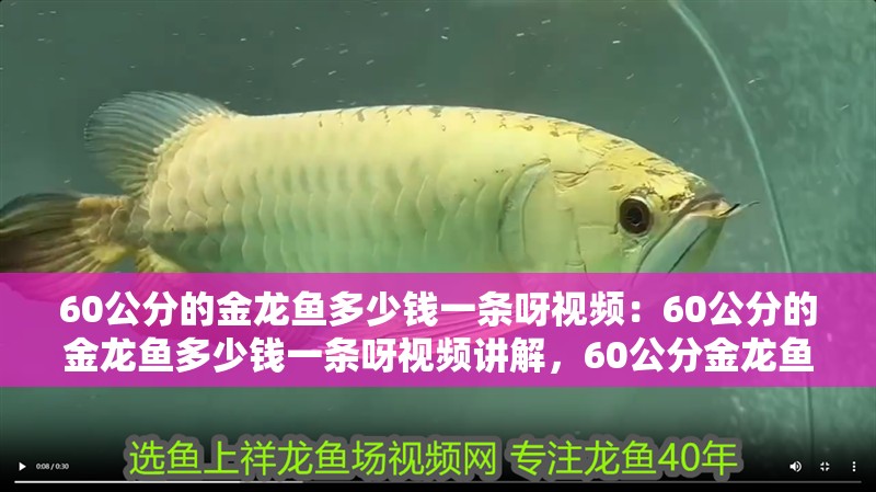 60公分的金龍魚多少錢一條呀視頻：60公分的金龍魚多少錢一條呀視頻講解，60公分金龍魚價格揭秘，