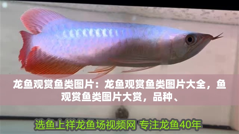 龍魚觀賞魚類圖片：龍魚觀賞魚類圖片大全，魚觀賞魚類圖片大賞，品種、