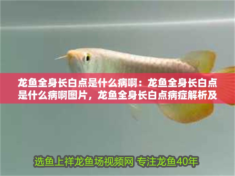 龍魚全身長白點是什么病啊：龍魚全身長白點是什么病啊圖片，龍魚全身長白點病癥解析及