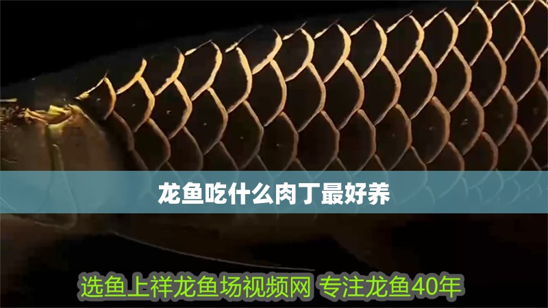 龍魚吃什么肉丁最好養