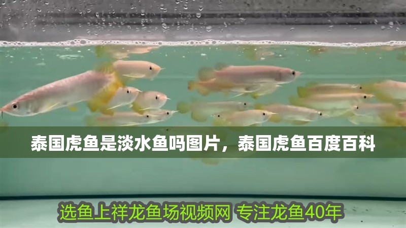 泰國虎魚是淡水魚嗎圖片，泰國虎魚百度百科
