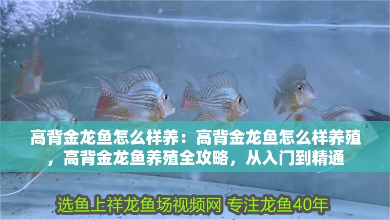 高背金龍魚(yú)怎么樣養(yǎng)：高背金龍魚(yú)怎么樣養(yǎng)殖，高背金龍魚(yú)養(yǎng)殖全攻略，從入門(mén)到精通