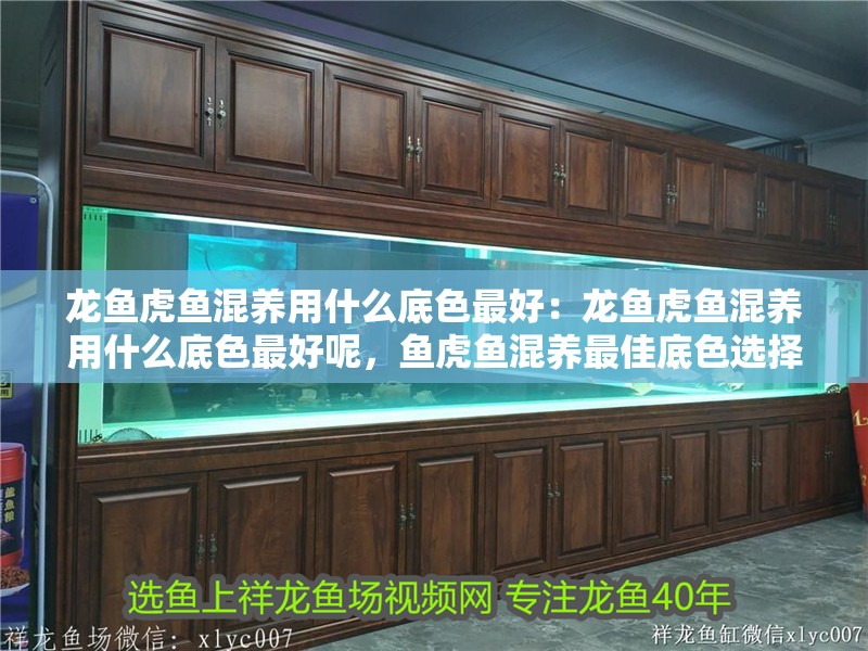 龍魚虎魚混養(yǎng)用什么底色最好：龍魚虎魚混養(yǎng)用什么底色最好呢，魚虎魚混養(yǎng)最佳底色選擇