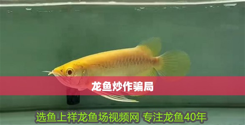 龍魚炒作騙局