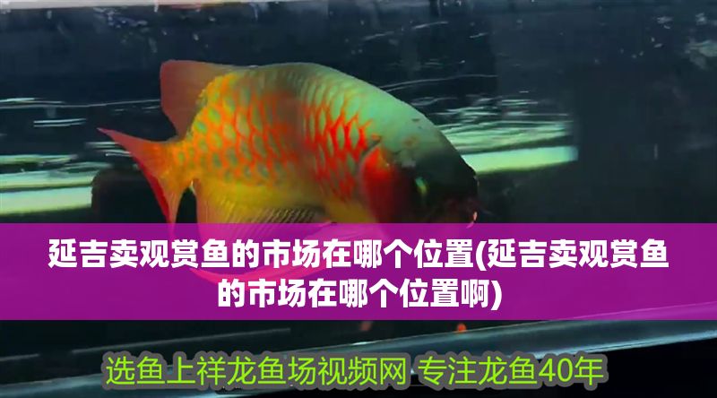 延吉賣觀賞魚的市場在哪個位置(延吉賣觀賞魚的市場在哪個位置啊) 延吉賣觀賞魚的市場在哪個位置(延吉賣觀賞魚的市場在哪個位置啊) 錦鯉魚百科 第1張