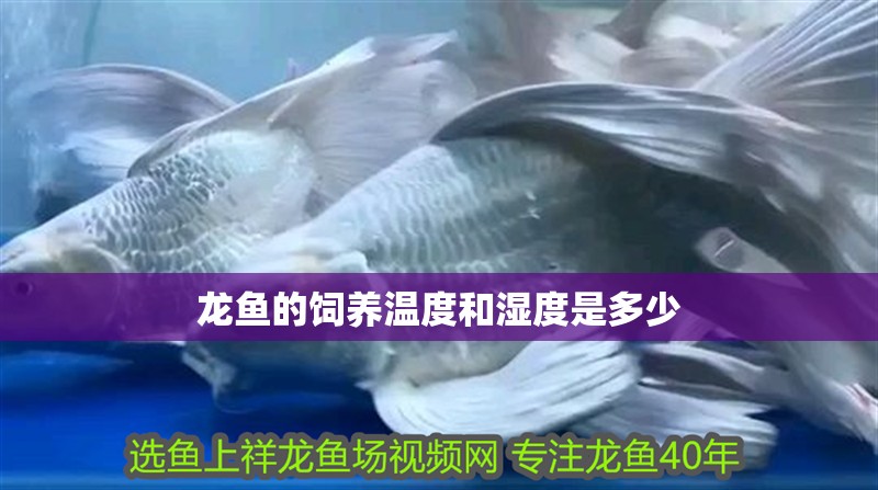 龍魚(yú)的飼養(yǎng)溫度和濕度是多少