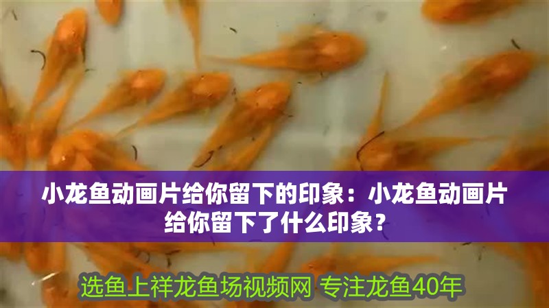 小龍魚動畫片給你留下的印象：小龍魚動畫片給你留下了什么印象？