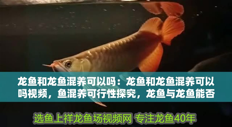 龍魚和龍魚混養可以嗎：龍魚和龍魚混養可以嗎視頻，魚混養可行性探究，龍魚與龍魚能否和諧共