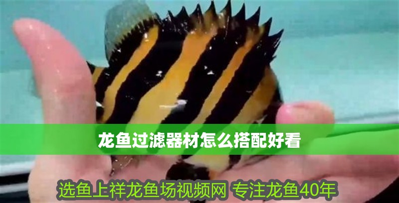 龍魚過濾器材怎么搭配好看 龍魚過濾器材怎么搭配好看 龍魚百科 第2張
