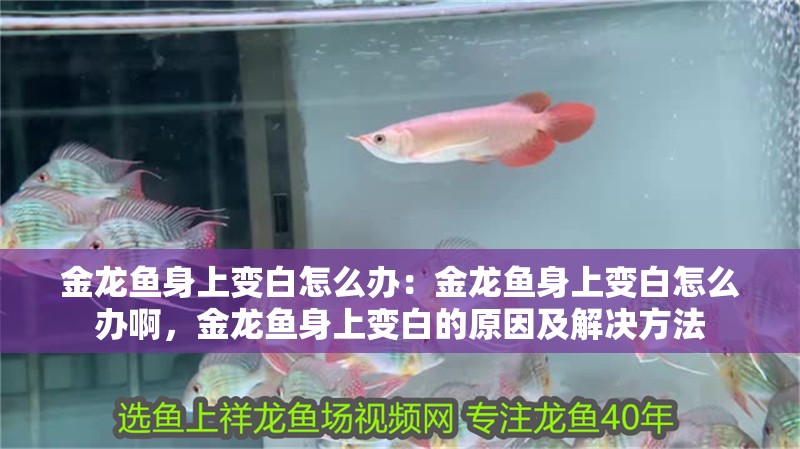 金龍魚身上變白怎么辦：金龍魚身上變白怎么辦啊，金龍魚身上變白的原因及解決方法 金龍魚身上變白怎么辦：金龍魚身上變白怎么辦啊，金龍魚身上變白的原因及解決方法 水族問答