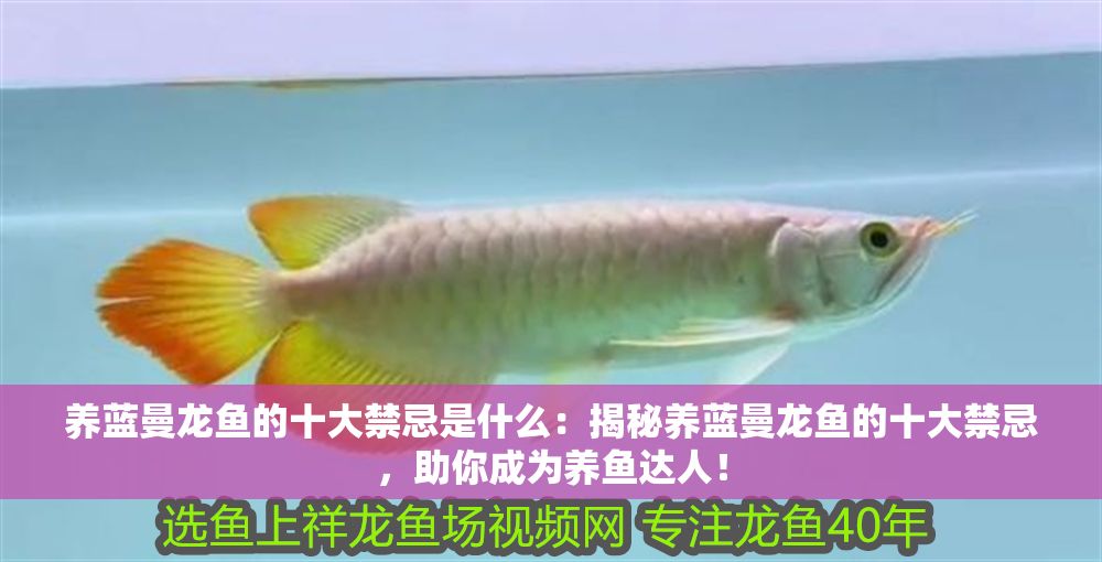 養藍曼龍魚的十大禁忌是什么：揭秘養藍曼龍魚的十大禁忌，助你成為養魚達人！