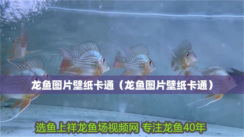 龍魚圖片壁紙卡通（龍魚圖片壁紙卡通）