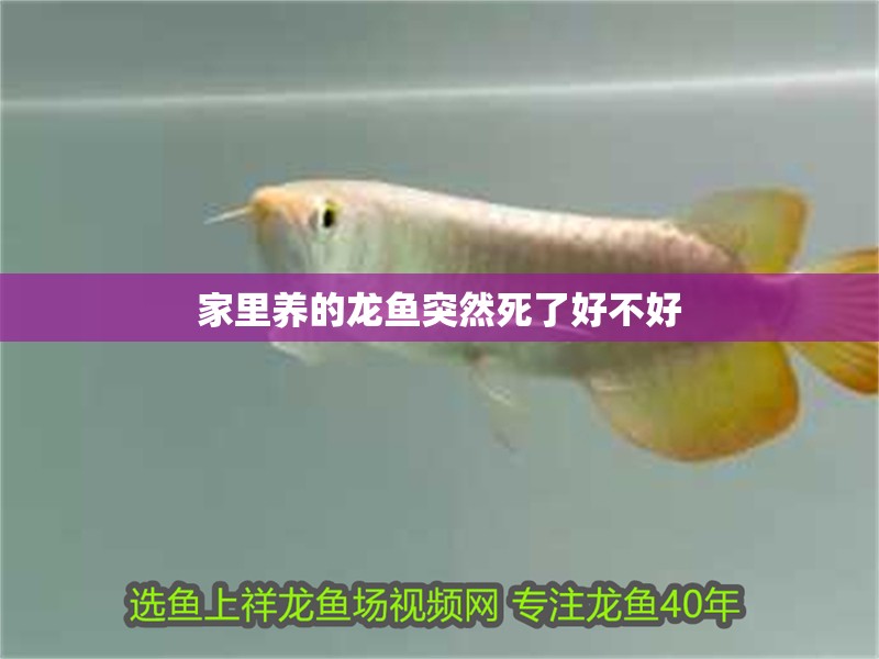 家里養的龍魚突然死了好不好