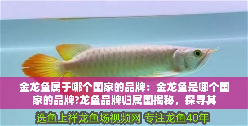 金龍魚屬于哪個國家的品牌：金龍魚是哪個國家的品牌?龍魚品牌歸屬國揭秘，探尋其 金龍魚屬于哪個國家的品牌：金龍魚是哪個國家的品牌?龍魚品牌歸屬國揭秘，探尋其 水族問答