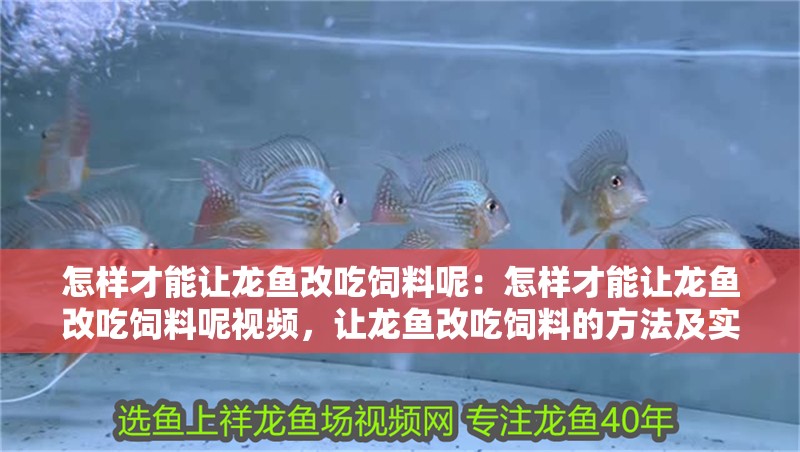 怎樣才能讓龍魚改吃飼料呢：怎樣才能讓龍魚改吃飼料呢視頻，讓龍魚改吃飼料的方法及實操