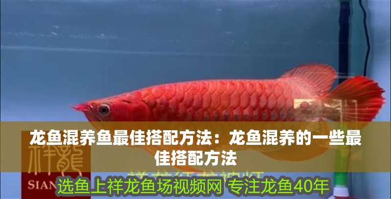 龍魚混養魚最佳搭配方法：龍魚混養的一些最佳搭配方法