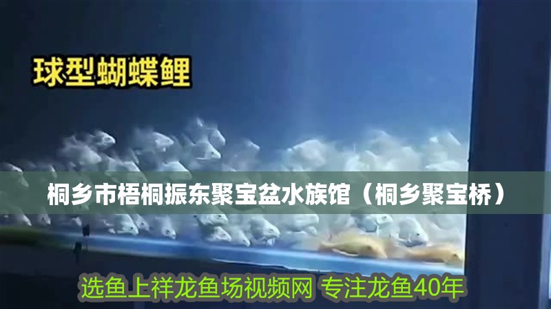 桐鄉市梧桐振東聚寶盆水族館（桐鄉聚寶橋） 桐鄉市梧桐振東聚寶盆水族館（桐鄉聚寶橋） 全國水族館企業名錄 第2張