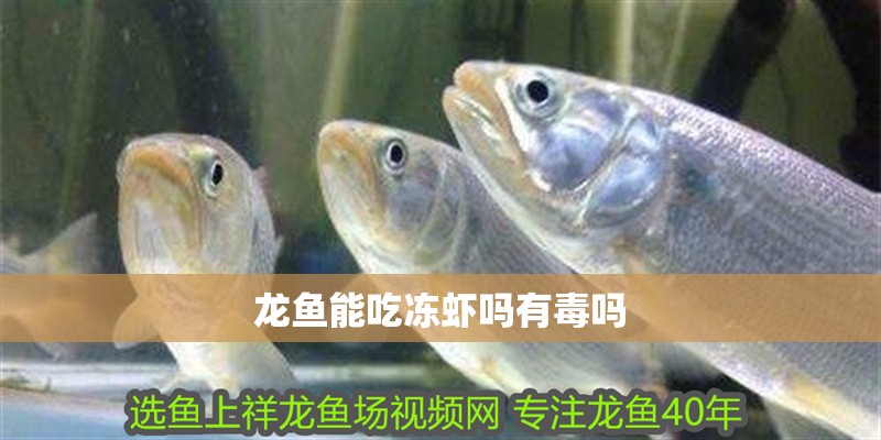 龍魚能吃凍蝦嗎有毒嗎