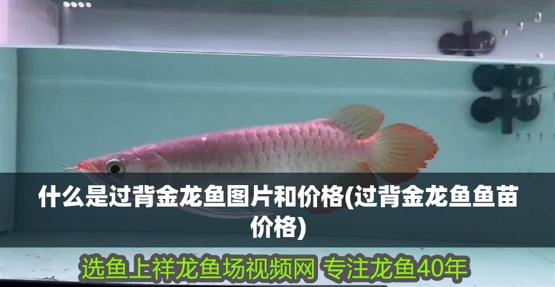 什么是過背金龍魚圖片和價格(過背金龍魚魚苗價格) 什么是過背金龍魚圖片和價格(過背金龍魚魚苗價格) 金龍魚百科 第1張
