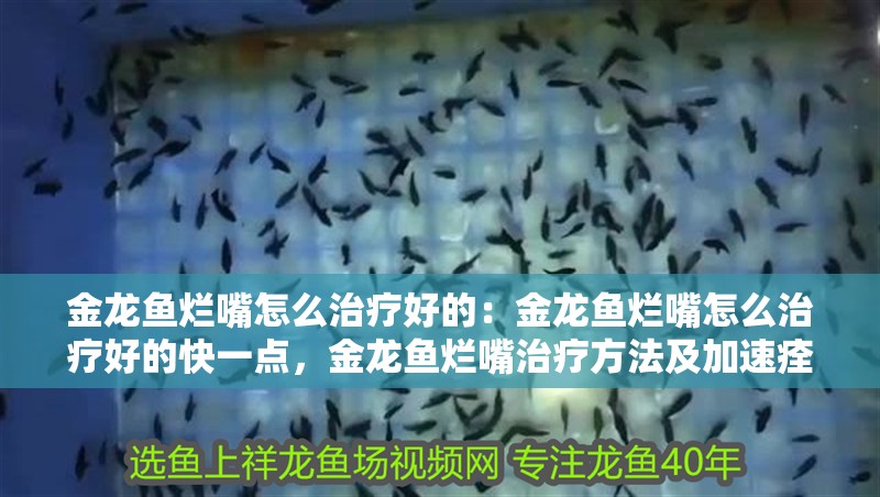 金龍魚爛嘴怎么治療好的：金龍魚爛嘴怎么治療好的快一點，金龍魚爛嘴治療方法及加速痊愈