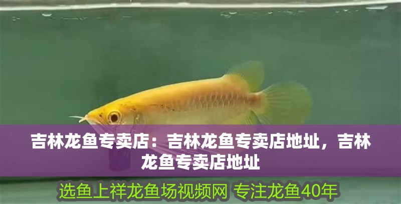 吉林龍魚專賣店：吉林龍魚專賣店地址，吉林龍魚專賣店地址