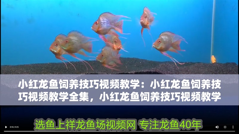 小紅龍魚飼養技巧視頻教學：小紅龍魚飼養技巧視頻教學全集，小紅龍魚飼養技巧視頻教學全集，解鎖小紅龍魚健康成長