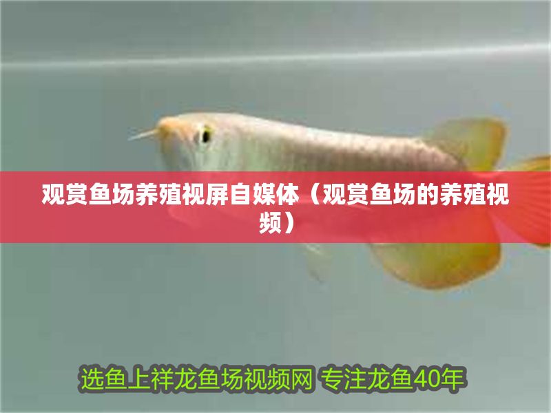 觀賞魚場養殖視屏自媒體（觀賞魚場的養殖視頻）