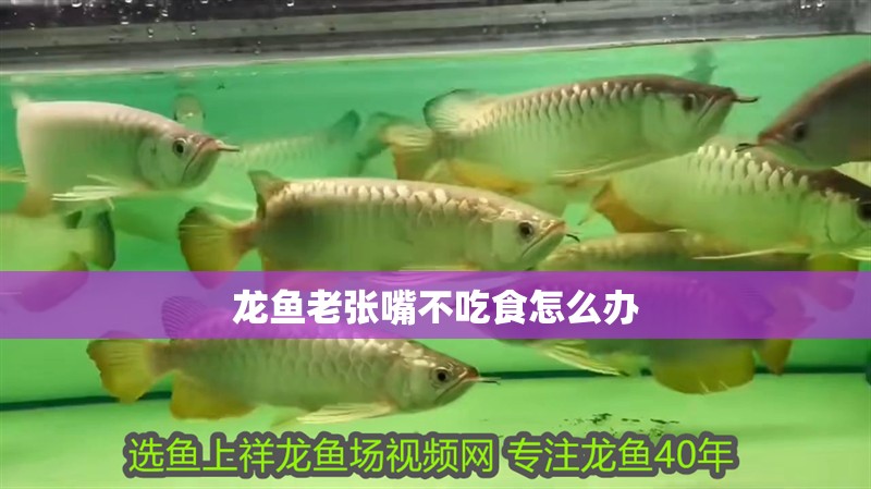 龍魚(yú)老張嘴不吃食怎么辦