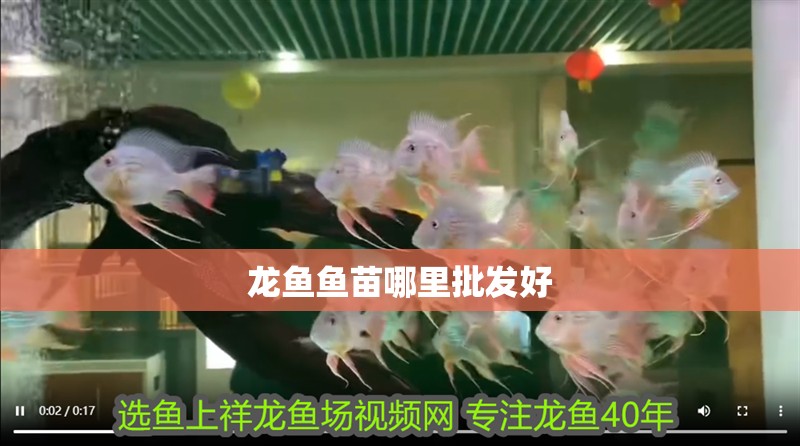 龍魚魚苗哪里批發好