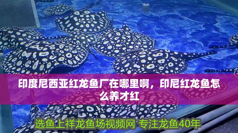 印度尼西亞紅龍魚廠在哪里啊，印尼紅龍魚怎么養(yǎng)才紅 印度尼西亞紅龍魚廠在哪里啊，印尼紅龍魚怎么養(yǎng)才紅 紅龍魚百科