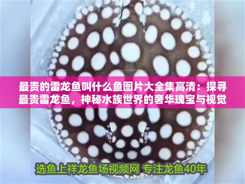 最貴的雷龍魚叫什么魚圖片大全集高清：探尋最貴雷龍魚，神秘水族世界的奢華瑰寶與視覺盛宴