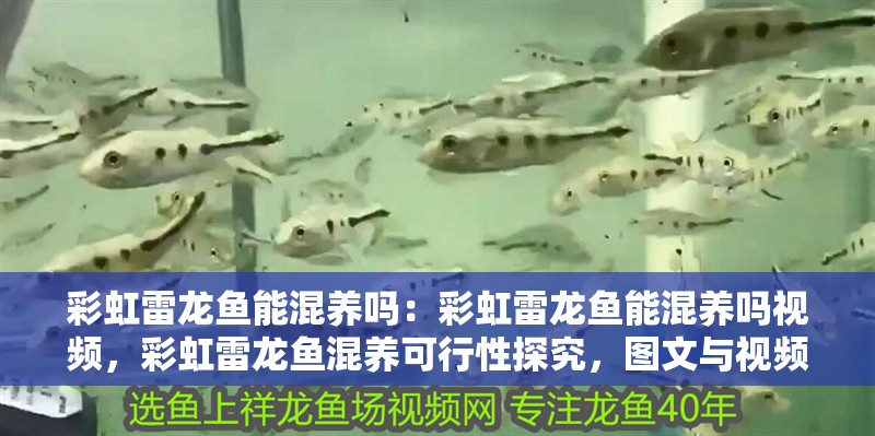彩虹雷龍魚能混養嗎：彩虹雷龍魚能混養嗎視頻，彩虹雷龍魚混養可行性探究，圖文與視頻詳解