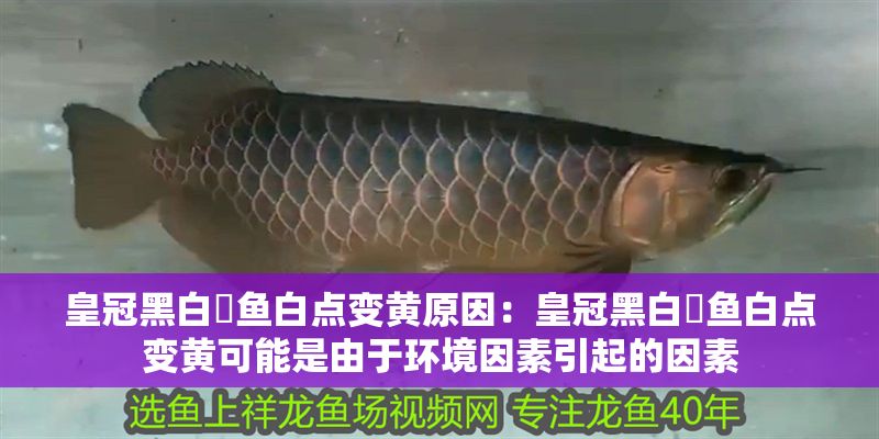 皇冠黑白魟魚(yú)白點(diǎn)變黃原因：皇冠黑白魟魚(yú)白點(diǎn)變黃可能是由于環(huán)境因素引起的因素