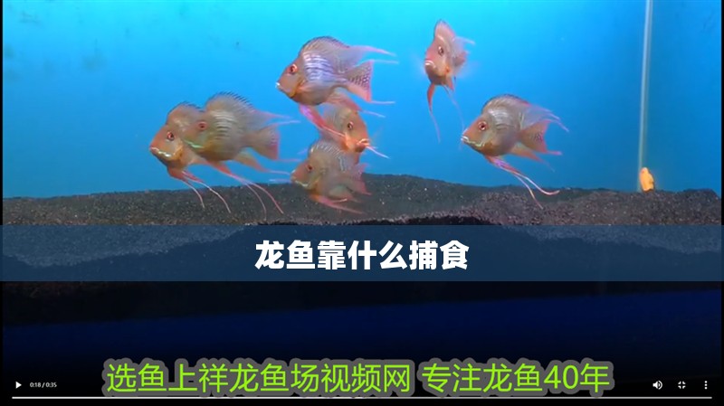龍魚靠什么捕食 龍魚靠什么捕食 龍魚百科 第4張