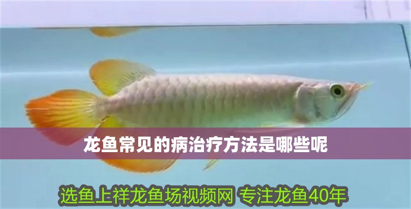 龍魚常見的病治療方法是哪些呢
