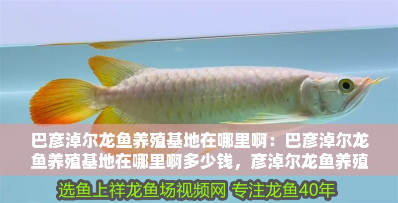 巴彥淖爾龍魚養殖基地在哪里?。喊蛷┠谞桚堲~養殖基地在哪里啊多少錢，彥淖爾龍魚養殖基地位置及