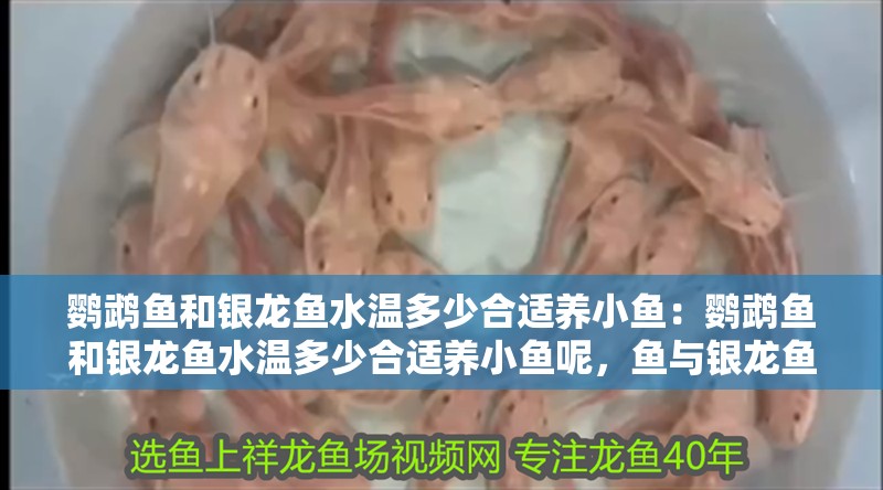 鸚鵡魚和銀龍魚水溫多少合適養(yǎng)小魚：鸚鵡魚和銀龍魚水溫多少合適養(yǎng)小魚呢，魚與銀龍魚混養(yǎng)小魚的