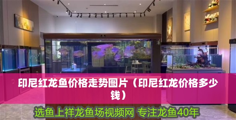 印尼紅龍魚價格走勢圖片（印尼紅龍價格多少錢） 印尼紅龍魚價格走勢圖片（印尼紅龍價格多少錢） 紅龍魚百科