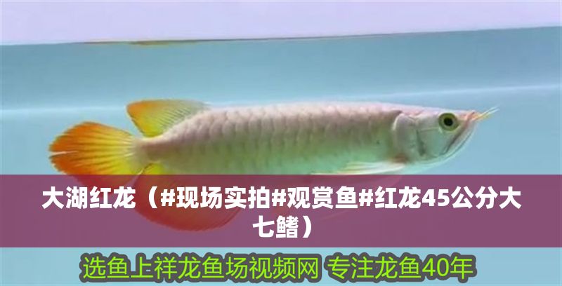 大湖紅龍（#現(xiàn)場實拍#觀賞魚#紅龍45公分大七鰭）