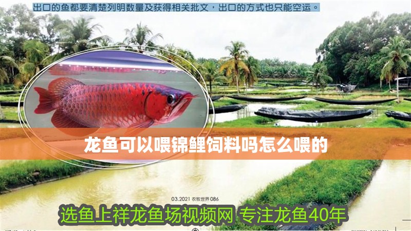 龍魚可以喂錦鯉飼料嗎怎么喂的
