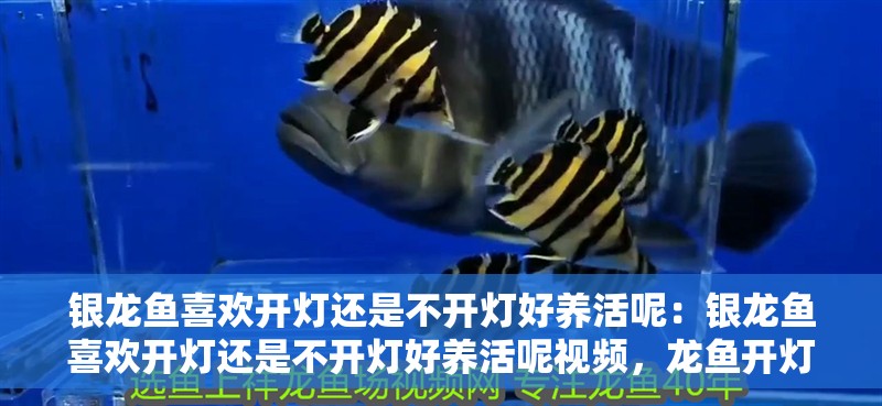 銀龍魚喜歡開燈還是不開燈好養(yǎng)活呢：銀龍魚喜歡開燈還是不開燈好養(yǎng)活呢視頻，龍魚開燈還是不開燈更易