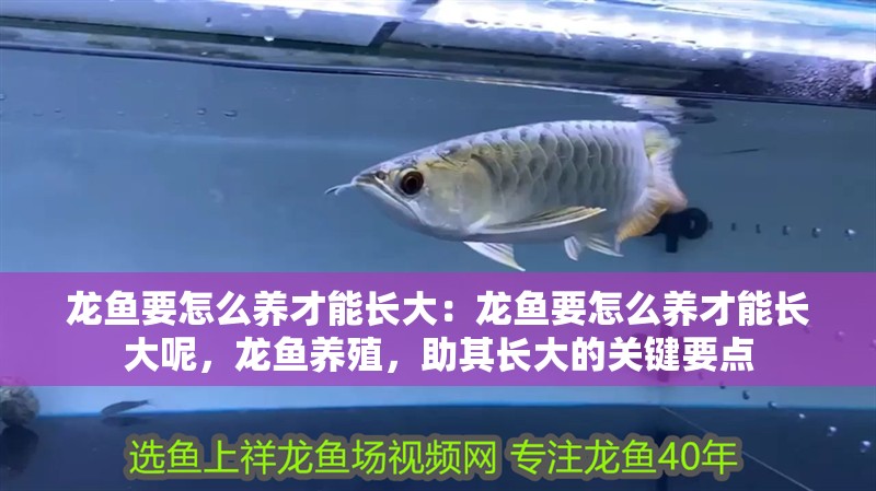 龍魚要怎么養才能長大：龍魚要怎么養才能長大呢，龍魚養殖，助其長大的關鍵要點