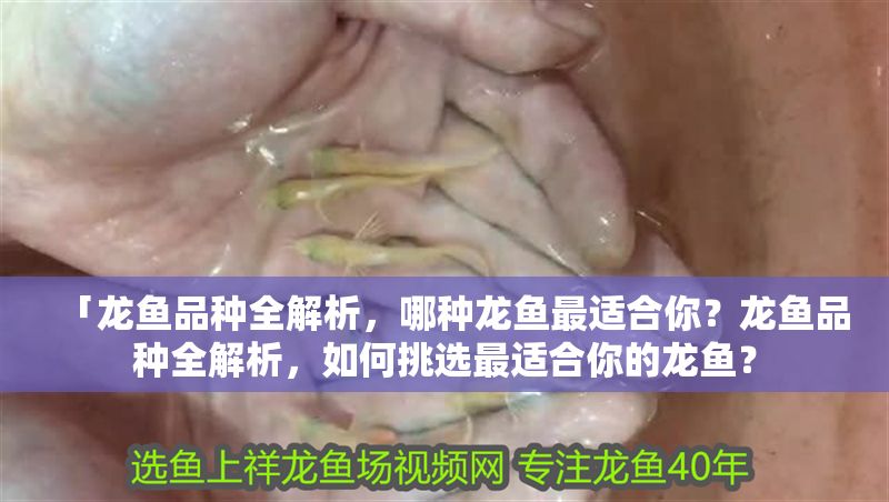 「龍魚品種全解析，哪種龍魚最適合你？龍魚品種全解析，如何挑選最適合你的龍魚？