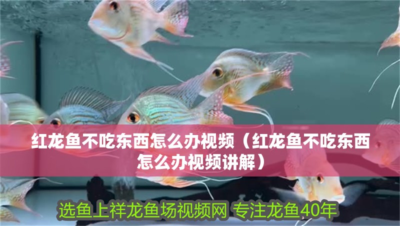 魚缸造景先放沙還是先放水(魚缸造景先鋪沙還是先放石頭) 紅龍魚不吃東西怎么辦視頻(紅龍魚不吃東西怎么辦視頻講解) 紅龍魚百科 紅龍魚不吃東西怎么辦視頻(紅龍魚不吃東西怎么辦視頻講解) 紅龍魚不吃東西怎么辦視頻(紅龍魚不吃東西怎么辦視頻講解) 紅龍魚百科