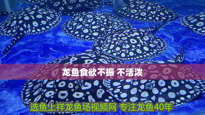 龍魚食欲不振 不活潑