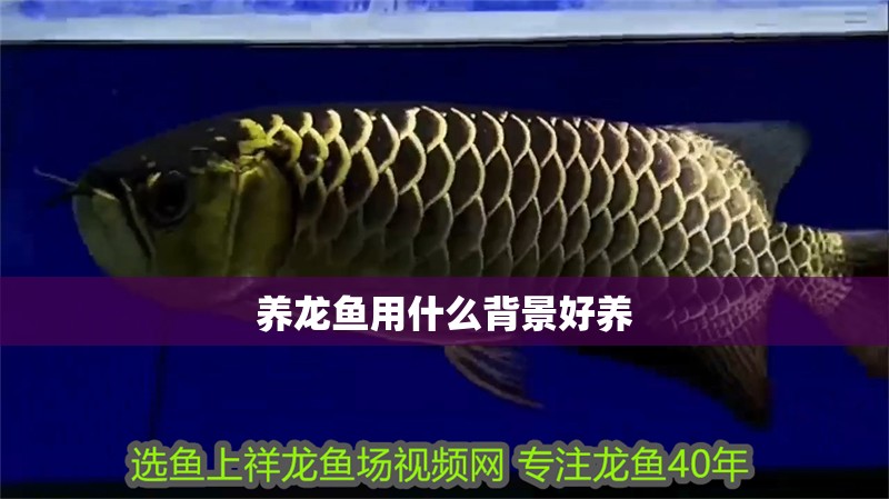 養龍魚用什么背景好養