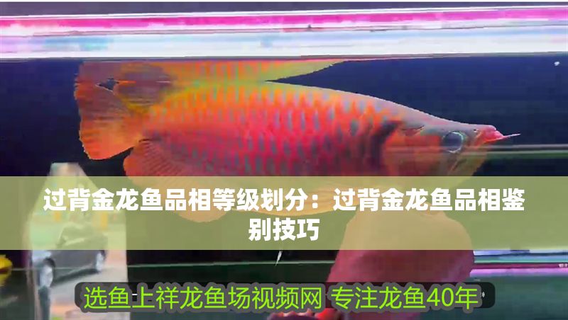 過背金龍魚品相等級劃分：過背金龍魚品相鑒別技巧