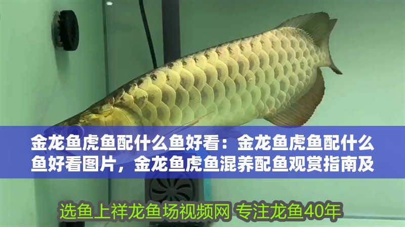 金龍魚虎魚配什么魚好看：金龍魚虎魚配什么魚好看圖片，金龍魚虎魚混養(yǎng)配魚觀賞指南及精美圖片