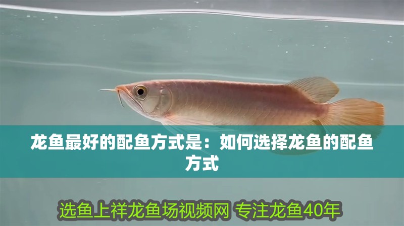 龍魚最好的配魚方式是：如何選擇龍魚的配魚方式 龍魚最好的配魚方式是：如何選擇龍魚的配魚方式 龍魚百科