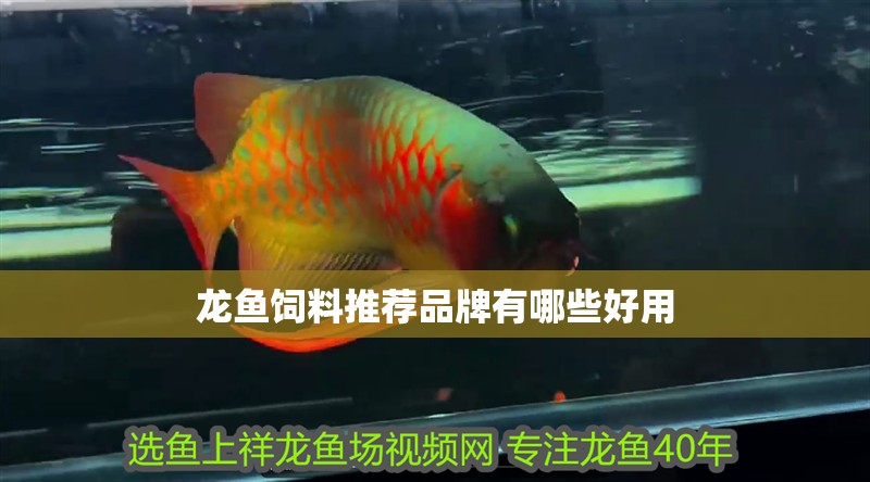龍魚飼料推薦品牌有哪些好用 龍魚飼料推薦品牌有哪些好用 龍魚百科 第2張